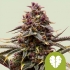 AUTO PINK MIST (Royal Queen Seeds) semillas de marihuana feminizadas autoflorecientes.