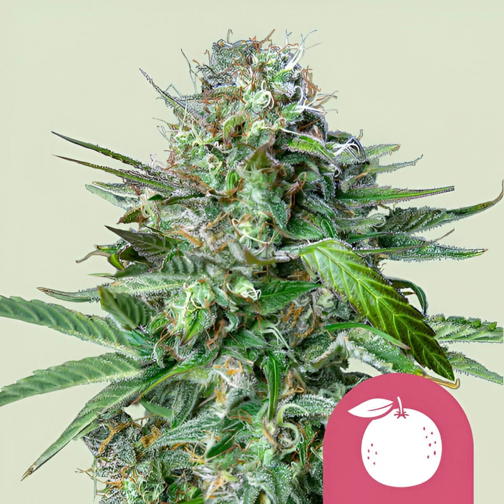 TANGIE (Royal Queen Seeds) Semillas de marihuana feminizadas de alta calidad.