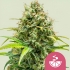 LEMON SKUNK (Royal Queen Seeds) Semillas de marihuana feminizadas.