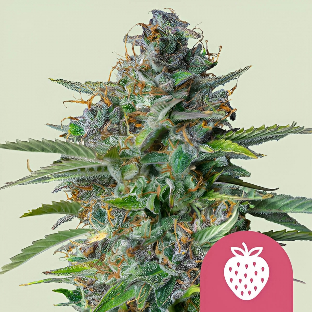 STRAWBERRY COUGH (Royal Queen Seeds) Semillas de marihuana feminizadas.