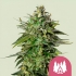 LARRY OG (Royal Queen Seeds) Semillas de marihuana feminizadas.