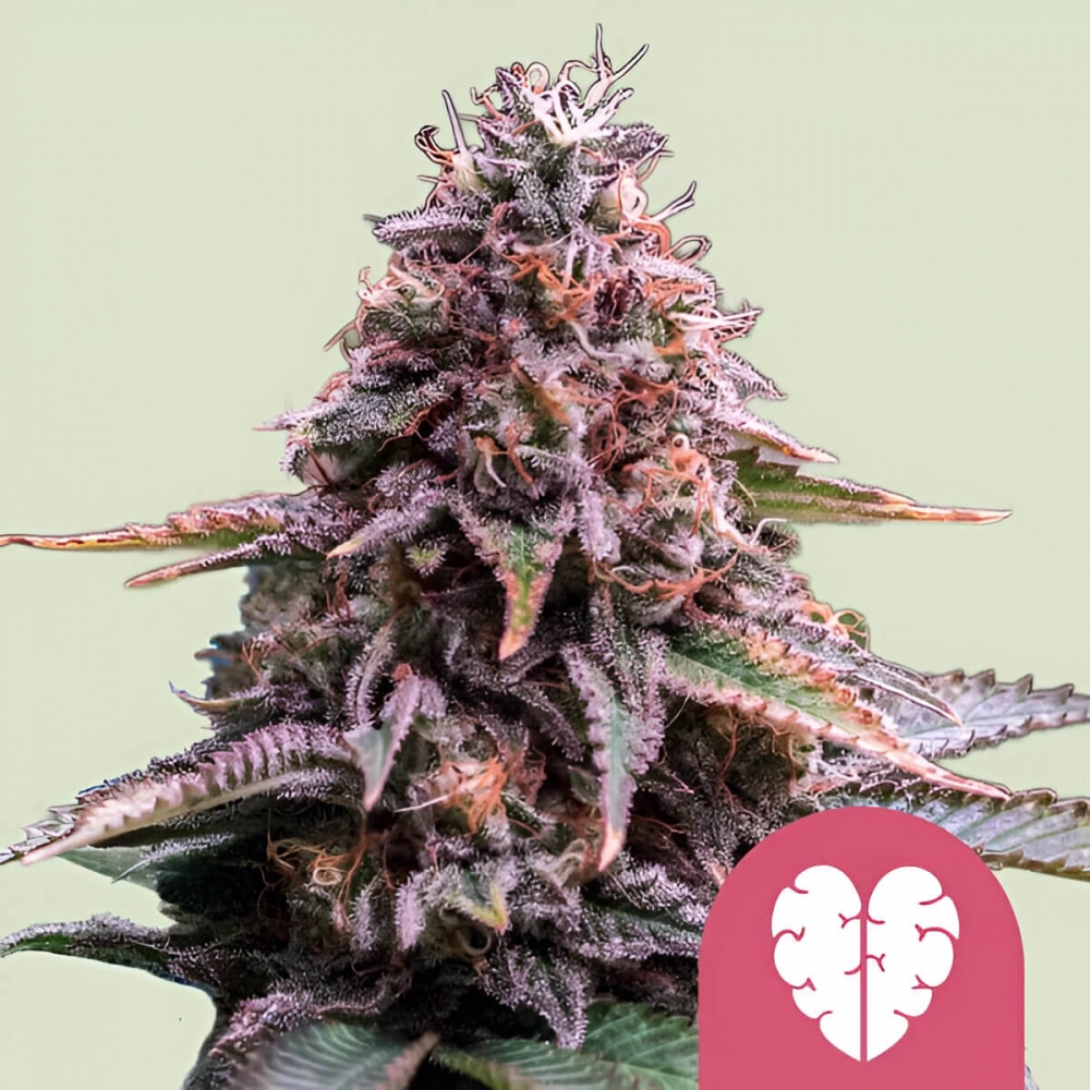 PINK MIST (Royal Queen Seeds) Semillas de marihuana feminizadas.