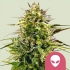 ALIEN OG (Royal Queen Seeds) Semillas de marihuana feminizadas.