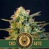 AUTO CBD MAMBA NEGRA (Blimburn Seeds) Semillas de marihuana feminizadas autoflorecientes CBD