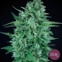 Auto La Rica CBD de Élite Seeds - Semillas de marihuana autofloreciente CBD.