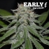 CRITICAL NEVILLE HAZE EARLY VERSION (Delicious Seeds) semillas de marihuana feminizadas fast version.