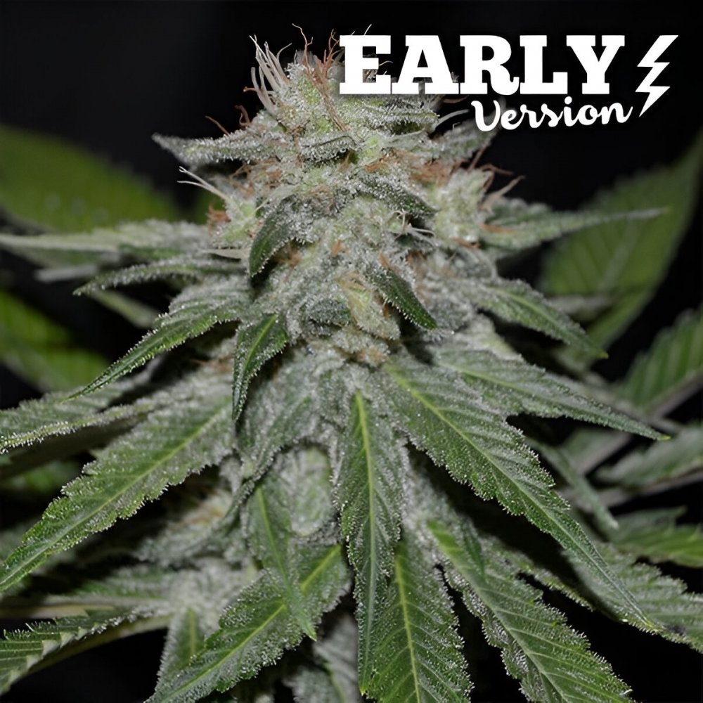 CRITICAL NEVILLE HAZE EARLY VERSION (Delicious Seeds) semillas de marihuana feminizadas fast version.