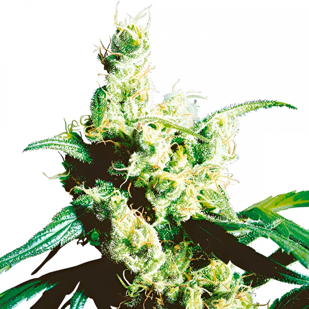 Semillas SILVER HAZE (Sensi Seeds) Feminizadas cogollo resinoso.