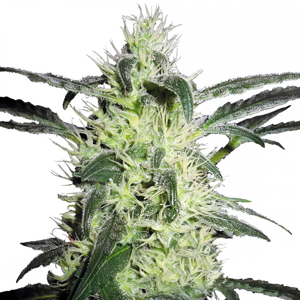 Semillas SILVER HAZE (Sensi Seeds) Feminizadas