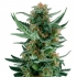 ROYAL DWARF AUTOMATICA (Royal Queen Seeds)