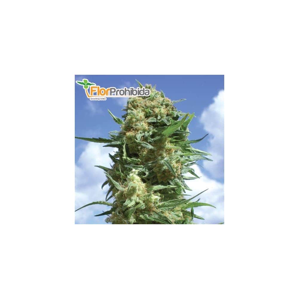 Semillas marihuana BLACK WIDOW (positronics Seeds) feminizadas