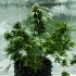 ROYAL DWARF AUTO (Royal Queen Seeds) semillas de marihuana autoflorecientes.