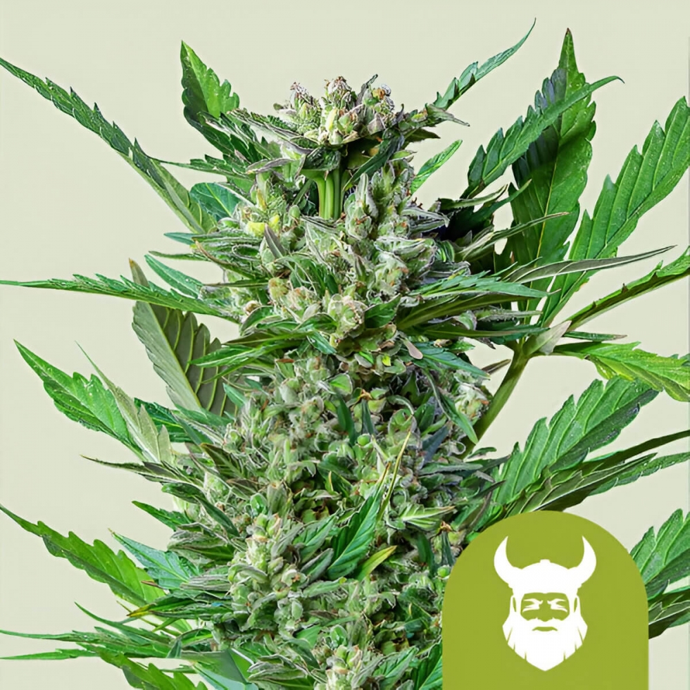 ROYAL DWARF AUTO (Royal Queen Seeds) semillas de marihuana autoflorecientes cogollo.