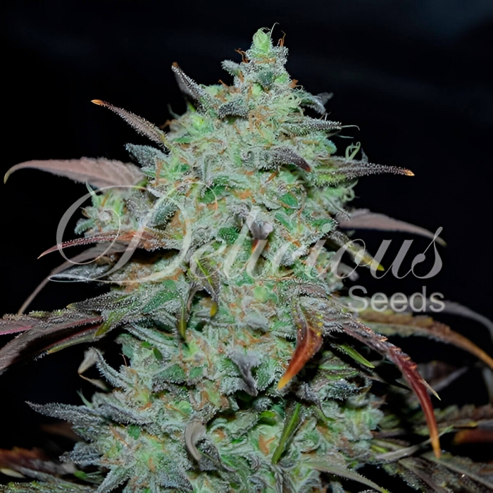Semillas de marihuana MARMALATE (Delicious Seeds) feminizada.