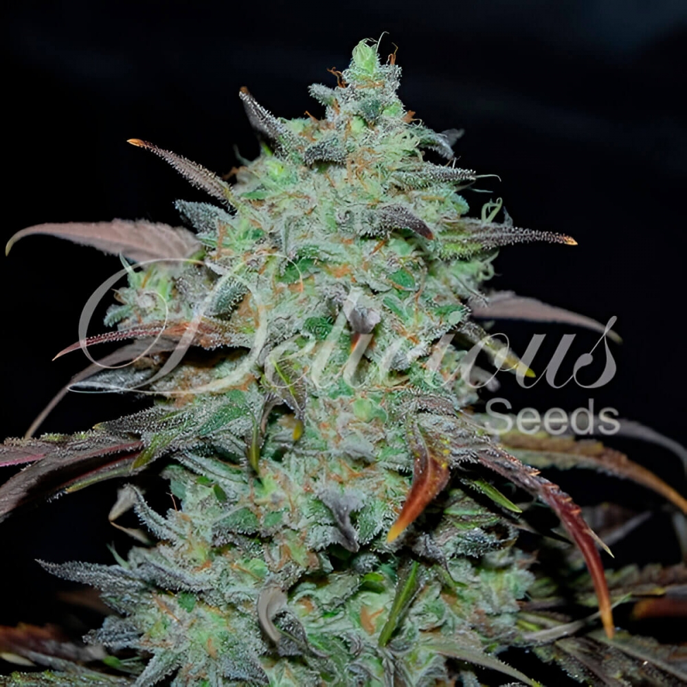 Semillas de marihuana MARMALATE (Delicious Seeds) feminizada.