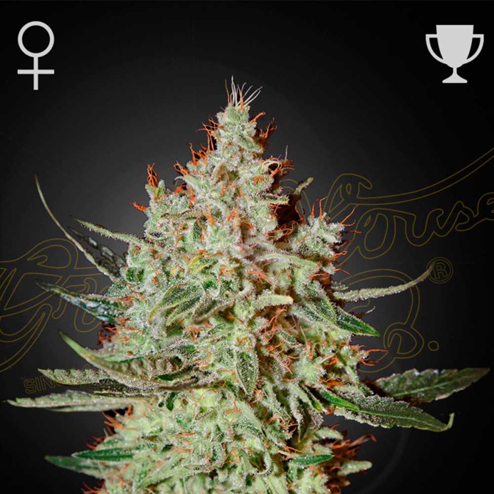 Semillas de Marihuana feminizadas CHEESE (Green House Seeds)