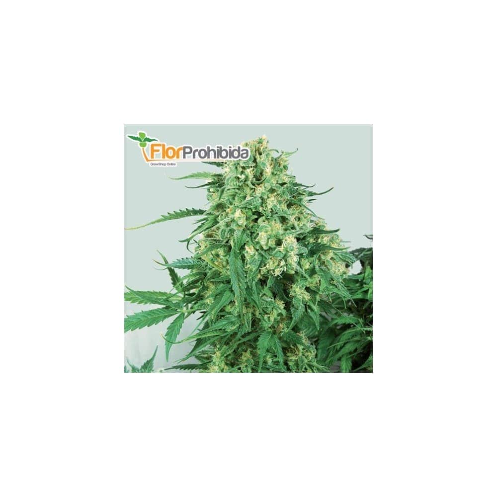Semillas de marihuana CARAMELICE (Positronics Seeds) feminizadas