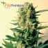 Semillas de marihuana CRITICAL 47(Positronics Seeds) feminizadas