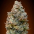 CHOCOLATE SKUNK (00 Seeds) Semilla de marihuana feminizada.