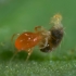 SPIDEX 10000 PHYTOSEIULUS (ARAÑA ROJA)