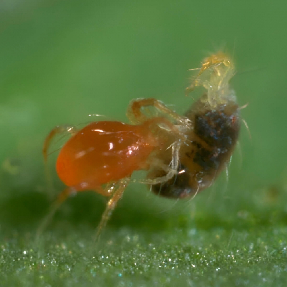 SPIDEX 10000 PHYTOSEIULUS (ARAÑA ROJA)