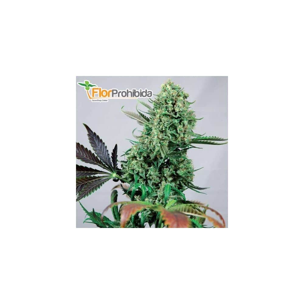 Semillas de marihuana PURPLE HAZE 1 (Positronics Seeds) 
