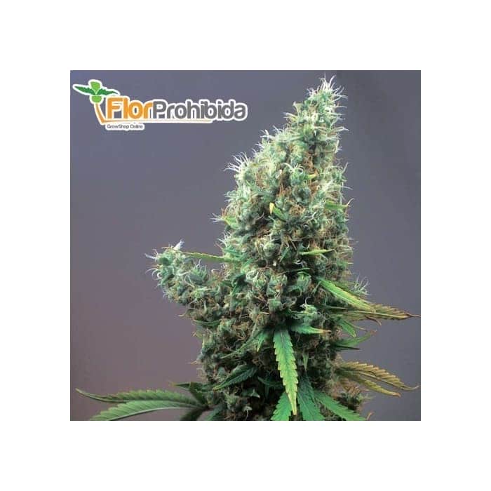 Semillas de marihuana CUM LAUDE (Positronics Seeds) feminizadas