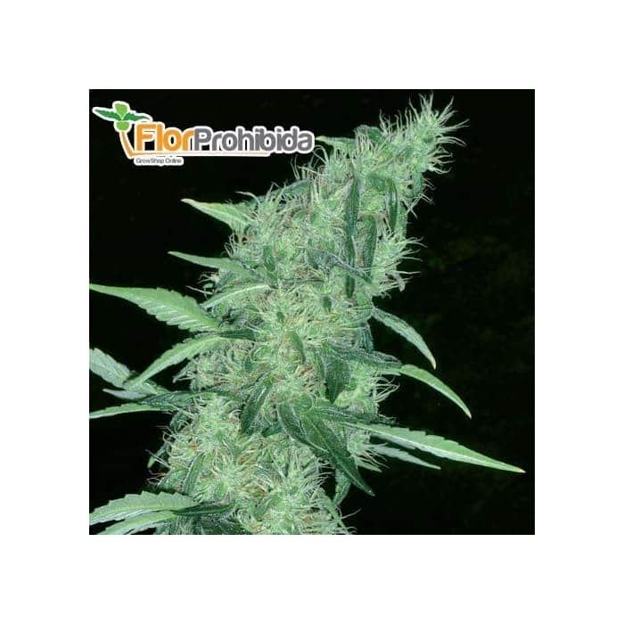 Semillas SOMANGO 47 (Positronics Seeds) feminizadas