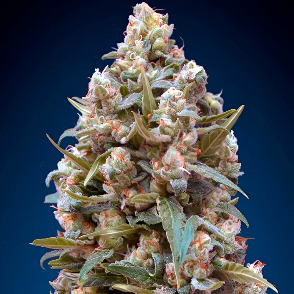 00 KUSH (00 Seeds) Semillas de marihuana feminizadas.