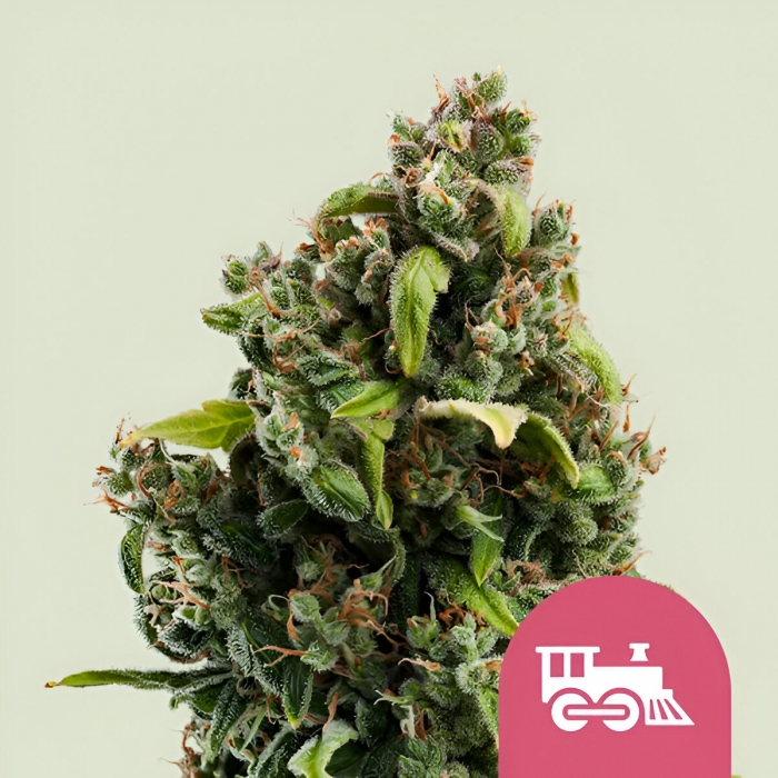 CANDY KUSH EXPRESS FAST (Royal Queen Seeds)