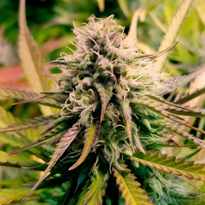 CANDY KUSH EXPRESS FAST (Royal Queen Seeds) Semilla de marihuana feminizada.