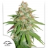 GLUEBERRY OG (Dutch Passion Seeds) Semilla de marihuana feminizada.