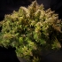 GLUEBERRY OG (Dutch Passion Seeds) Planta con cogollos grandes.