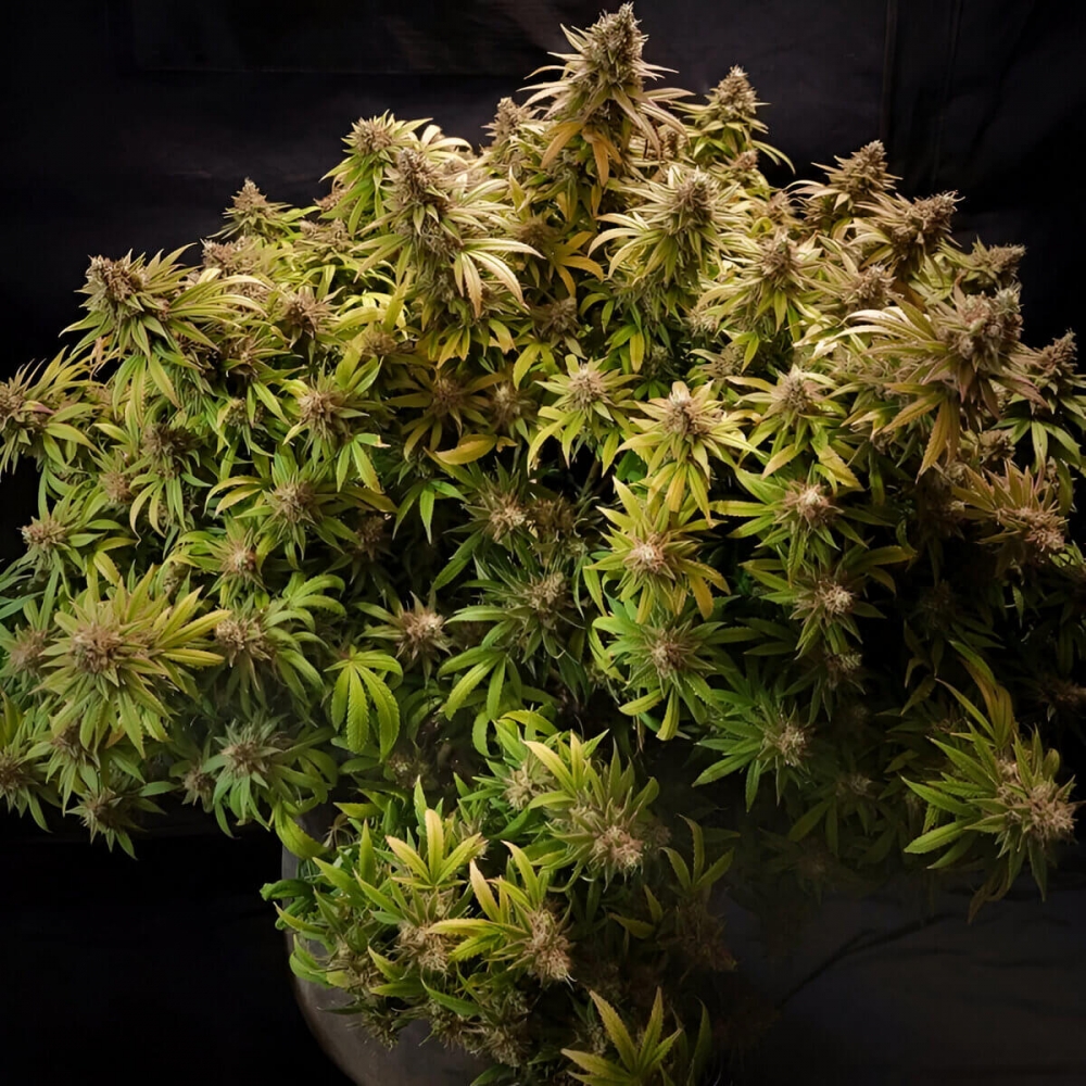 GLUEBERRY OG (Dutch Passion Seeds) Planta con cogollos grandes.