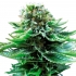 AUTO NORTHERN LIGHTS (SENSI SEEDS) SEMILLAS AUTOFLORECIENTES