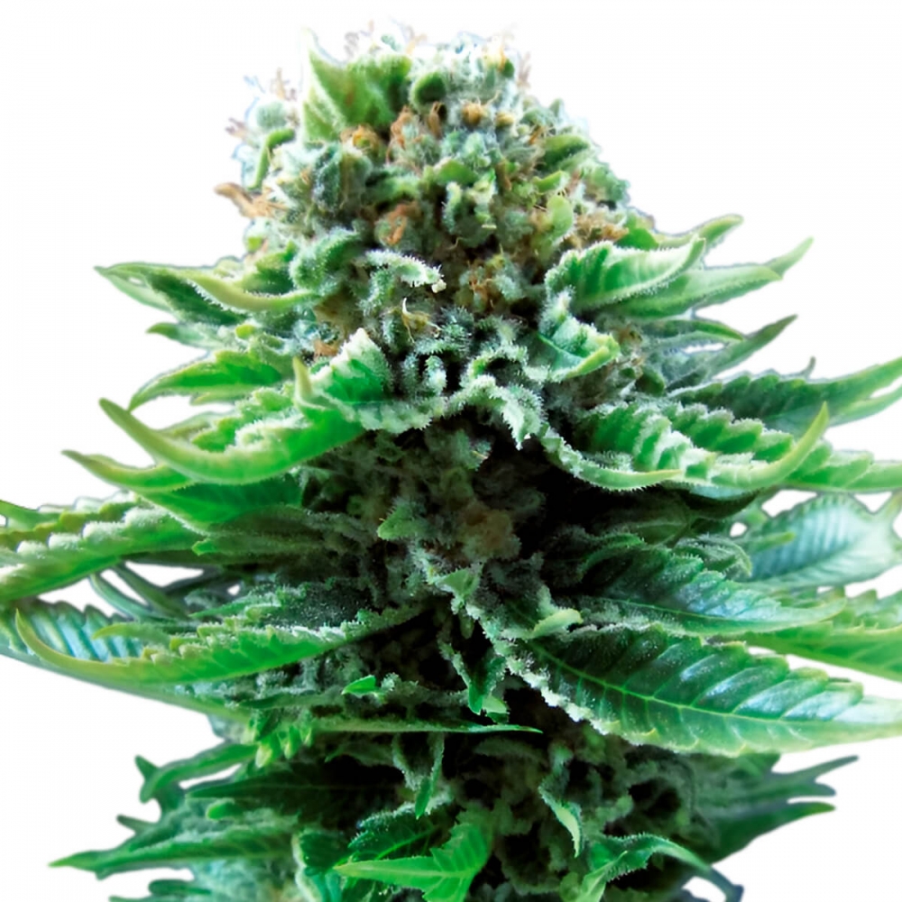 AUTO NORTHERN LIGHTS (SENSI SEEDS) SEMILLAS AUTOFLORECIENTES