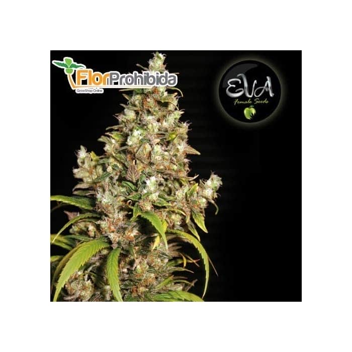 New York City - Comprar Semillas marihuana Pyramid Seeds - LaMota GrowShop