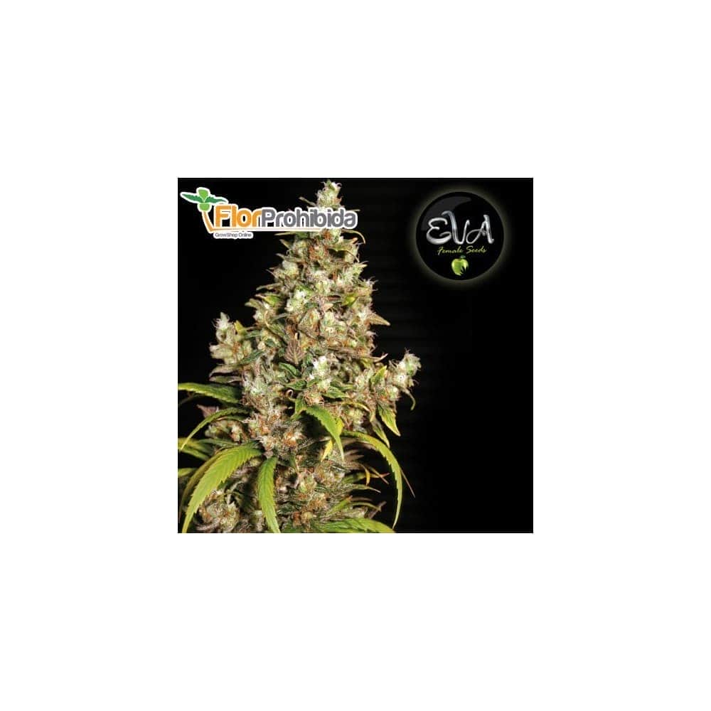 Semillas de marihuana MONSTER (Eva Seeds)