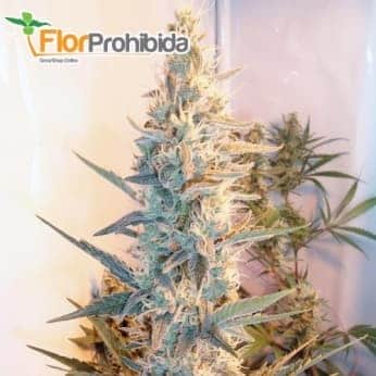 GRAPEFRUIT OUTDOOR (Female Seeds) - Semillas Feminizadas