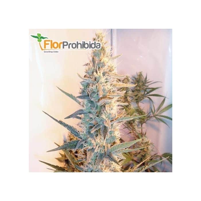 GRAPEFRUIT OUTDOOR (Female Seeds) - Semillas Feminizadas