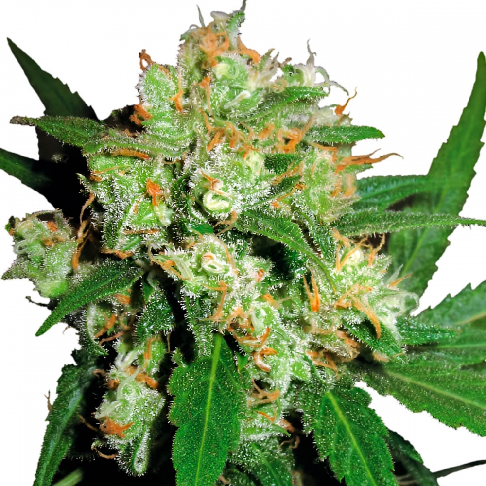 Sensi Skunk  de Sensi Seeds - Semillas feminizadas de marihuana.