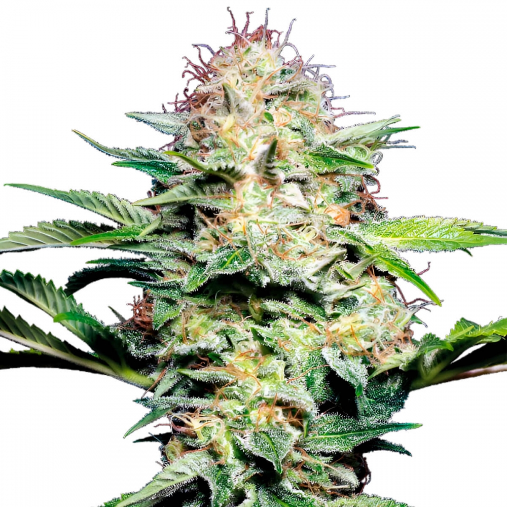 Auto Sensi Skunk Seeds - Semillas autoflorecientes.