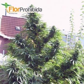 EASY SATIVA (Female Seeds)- Semillas feminizadas de marihuana