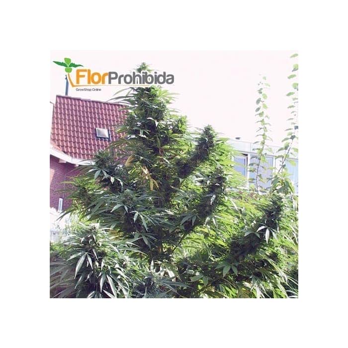 EASY SATIVA (Female Seeds)- Semillas feminizadas de marihuana
