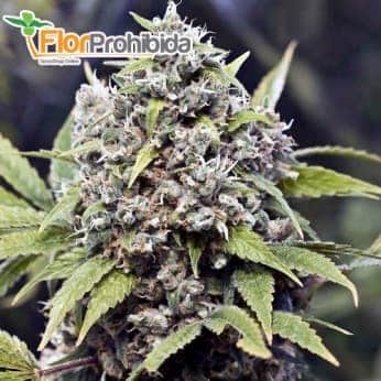 Semillas de marihuana PURE AK (Female Seeds) Feminizadas