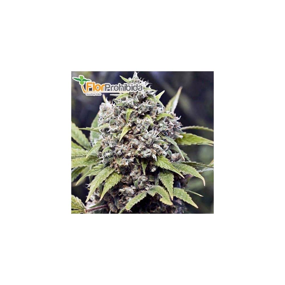 Semillas de marihuana PURE AK (Female Seeds) Feminizadas
