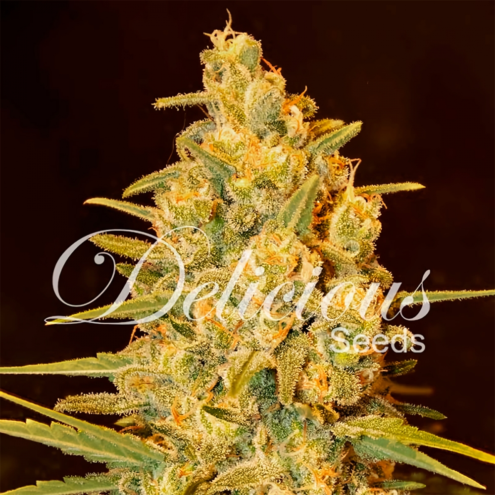 CRITICAL SENSI STAR Delicious Seeds, Semilla de marihuana feminizada