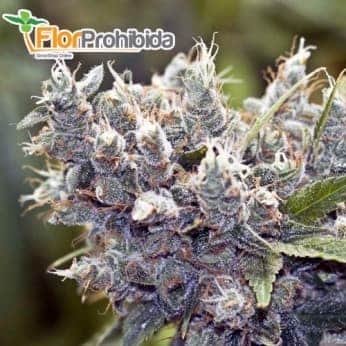 Semillas de Marihuana BUBBLEGUMMER  (Female Seeds)