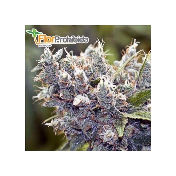Semillas de Marihuana BUBBLEGUMMER  (Female Seeds)