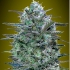 CRITICAL LEMON (Advanced Seeds) semillas de marihuana feminizadas.